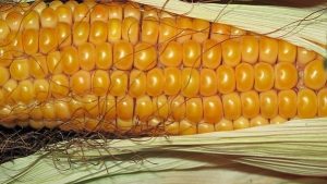 corn1